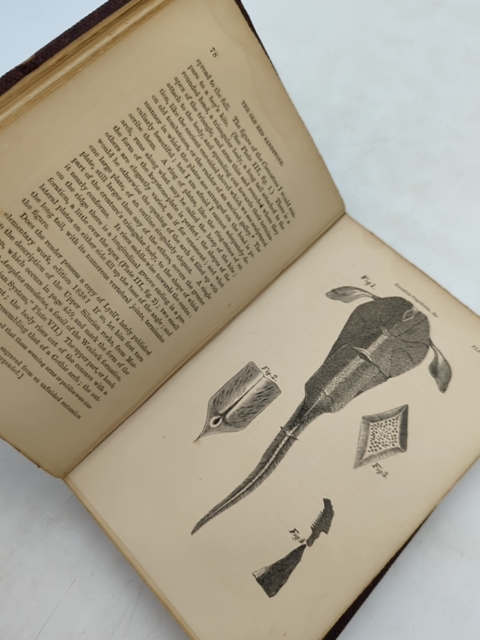 The Old Red Sandstone by Hugh Miller (Cloth, 1859) Science & Medicine by Hugh Miller
