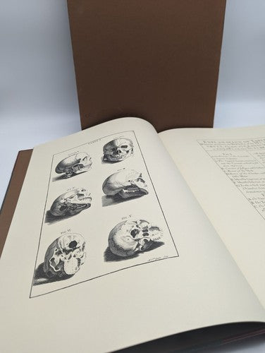 RARE Medicina Rara Book by Bernardino Genga, Anatomy Human Body Skeleton, Folio by Bernardino Genga
