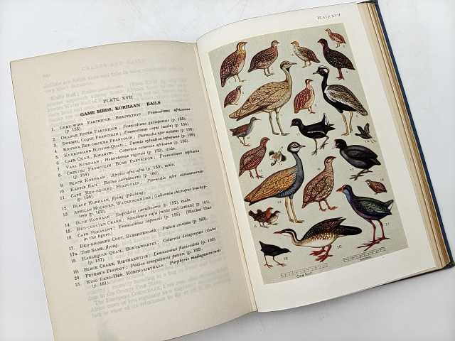 First Guide To South African Birds by E Leonard Gilll (Cloth, 1940) Vintage by E Leonard Gill
