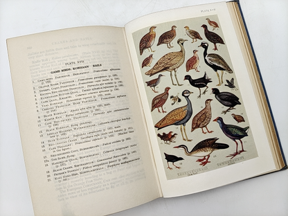 First Guide To South African Birds by E Leonard Gilll (Cloth, 1940) Vintage by E Leonard Gill