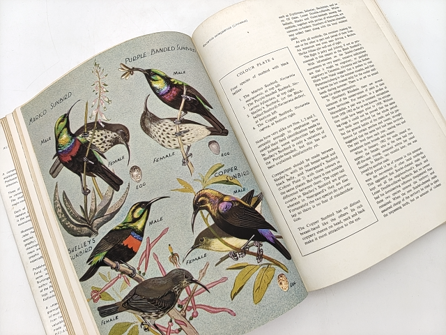 Sunbirds Of Southern Africa by C. J. Skead (Hardcover, 1967) Nature Illustrated by C J Skead