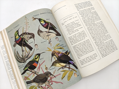 Sunbirds Of Southern Africa by C. J. Skead (Hardcover, 1967) Nature Illustrated by C J Skead