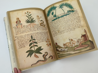 The Illustrated Herbal by Sandra Raphael & Wilfrid Blunt, Withchcraft Mandrake by "Sandra Raphael Wilfrid Blunt"