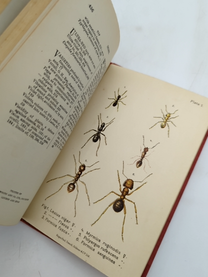 Ants, Bees And Wasps by Sir John Lubbock (Cloth, 1915) Natural History by Sir John Lubbock
