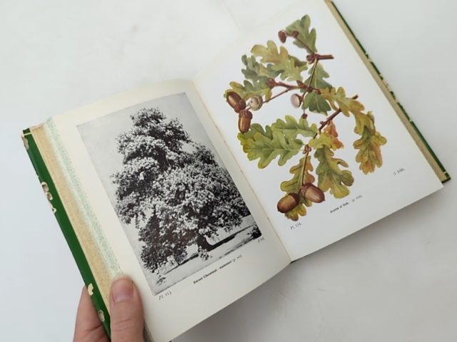 Wayside And Woodland Trees by Edward Step (Hardcover, 1964) Botany by Edward Step