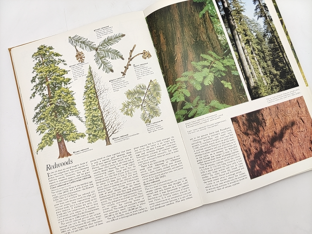 The Illustrated Encyclopedia Of Trees: Timbers And Forests Of The World, Botany by Herbert L Edlin