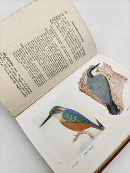 British Birds and Their Eggs by J Maclair Boraston RARE 1928 Nature by "J Maclair Boraston"