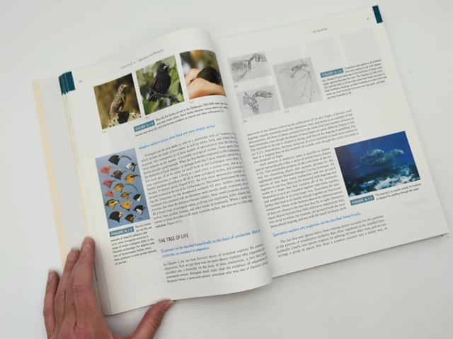 How Humans Evolved by Joan B. Silk Robert Boyd (Paperback, 2009) Anthropology by Joan B. Silk, Robert Boyd, Grout