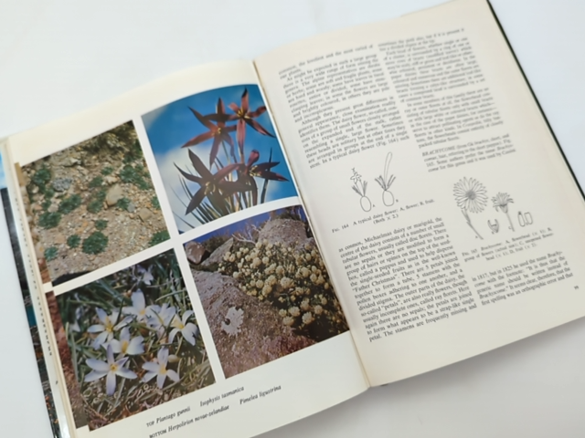 Alpine Plants Of Australia Including Subalpine And Montane Plants, Thistle Yolet by Thistle Yolette Harris