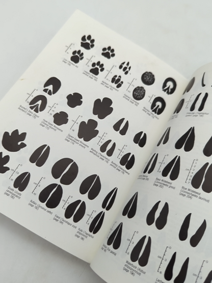 Field Guide To Mammals Of Southern Africa, Wildlife Lions Cheetahs Elephants by Tilde Stuart Chris Stuart