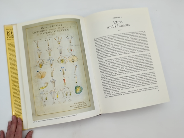 Ehret Flower Painter Extraordinary An Illustrated Biography by Gerta Calmann by Gerta Calmann