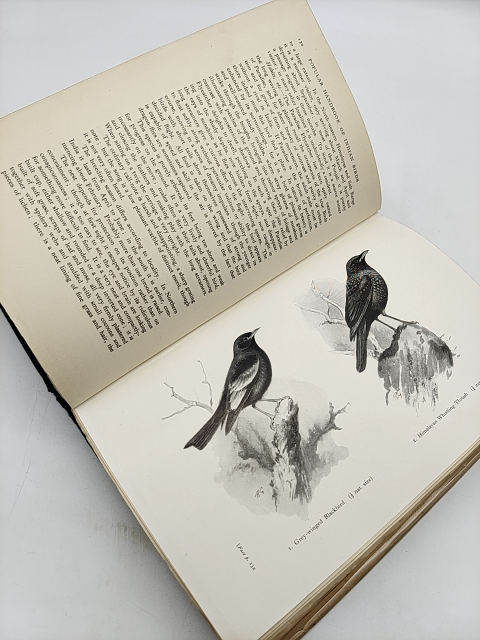 Popular Handbook Of Indian Birds by Hugh Whistler (Hardcover, 1949) by Hugh Whistler