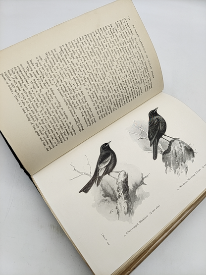 Popular Handbook Of Indian Birds by Hugh Whistler (Hardcover, 1949) by Hugh Whistler