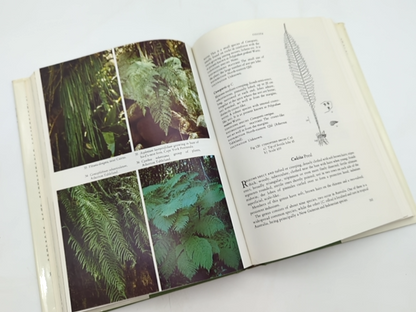 Australian Ferns And Fern Allies, With Notes On Their Cultivation, David L Jones by David L Jones