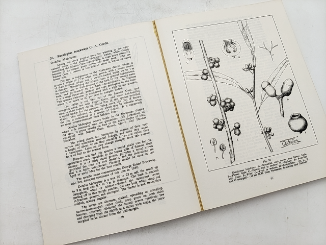 Eucalypts Of Western Australia by Charles Austin Gardner (Paperback, 1979) by Charles Austin Gardner
