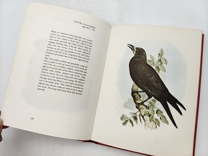 Birds Of Europe Volume Two by John Gould, A. Rutgers, 1966 Illustrated by "John Gould A. Rutgers"