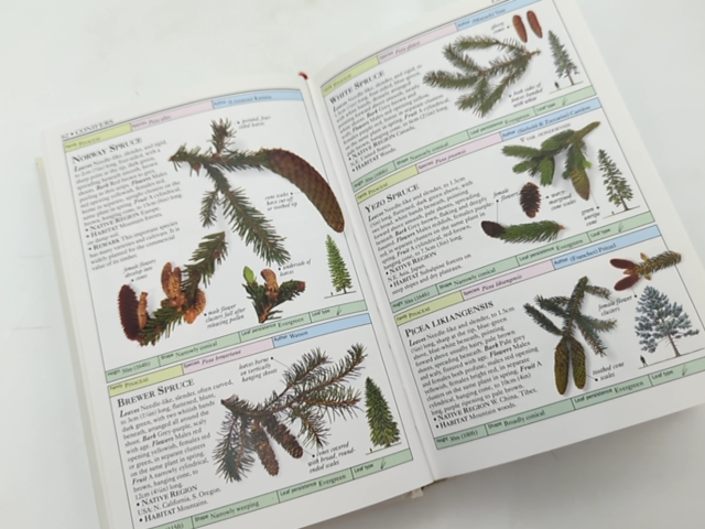 Trees by Allen J. Coombes (Hardcover, 1992) Botany, Plant Species Guide by Allen J. Coombes