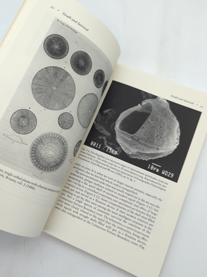 Dinosaurs, Diamonds, And Things From Outer Space: The Great Extinction, David C. by David B. Carlisle