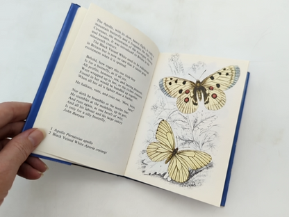 Butterflies. by James Duncan (Hardcover, 1981) Minature Illustrated Book by James Duncan
