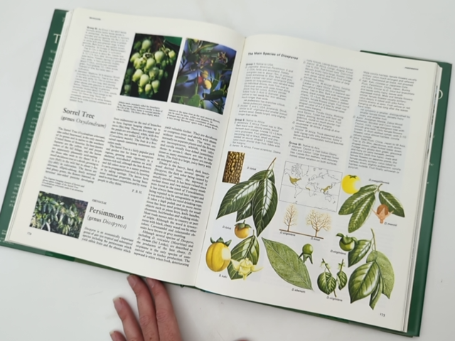 Oxford Encyclopedia Of Trees Of The World by Rh Value Publishing Bayard Hora by Random House Value Publishing Staff, Outlet Book Company Staff