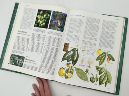 Oxford Encyclopedia Of Trees Of The World by Rh Value Publishing Bayard Hora by Random House Value Publishing Staff, Outlet Book Company Staff