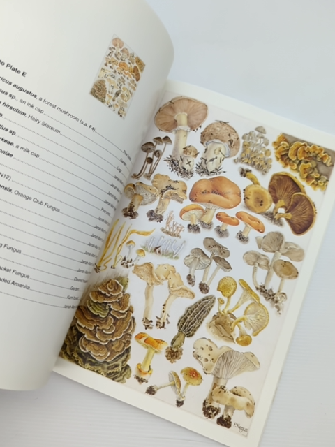 The Magical World Of Fungi: Southwest Of Australia, Patricia Negus Jane Scott by "Jane Scott Patricia Negus"