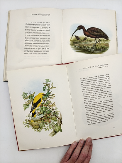 Birds of Europe Volumes 1  & 2, A Rutgers John Gould (Hardcover) by A Rutgers John Gould