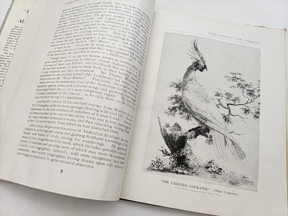 Parrots Of Australasia by Charles Barrett (Hardcover, 1949) 1st Edition Birds by Charles Barrett