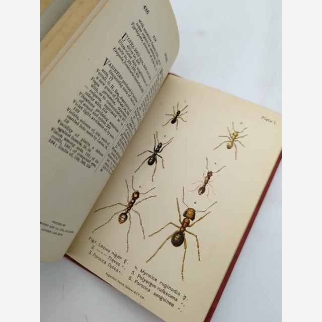 Ants, Bees And Wasps by Sir John Lubbock (Cloth, 1915) Natural History by Sir John Lubbock — photo 4