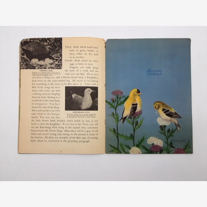 At Home With the Birds: A Book on Nesting Habits by Alfred M Bailey, Ornithology — photo 3