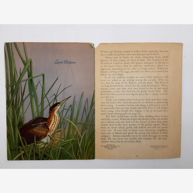 At Home With the Birds: A Book on Nesting Habits by Alfred M Bailey, Ornithology — photo 4
