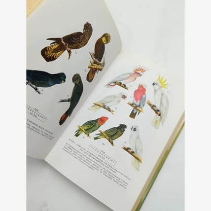 Australian Parrots In Field And Aviary by Alan Lendon (Hardcover, 1979) Birds — photo 2
