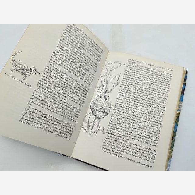 Between Wodjil And Tor by Barbara York Main (Hardcover, 1967) by Barbara York Main — photo 3