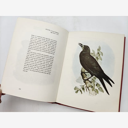 Birds Of Europe Volume Two by John Gould, A. Rutgers, 1966 Illustrated — photo 3