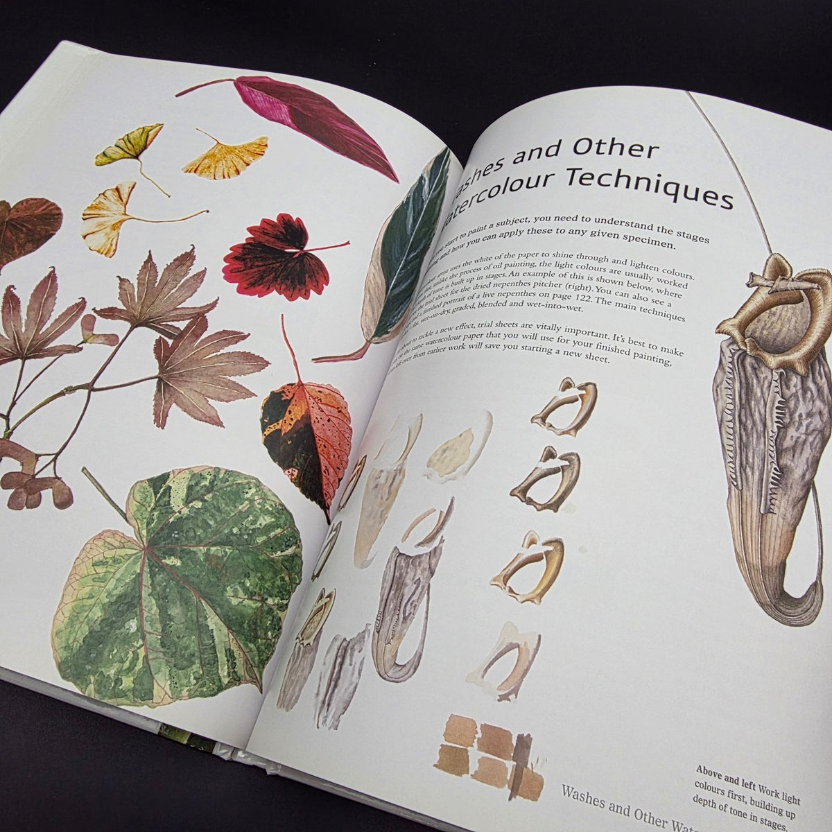 Exotic Botanical Illustration with the Eden Project — photo 8