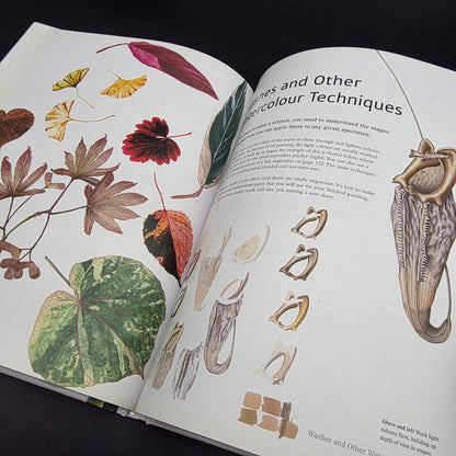 Exotic Botanical Illustration with the Eden Project — photo 8