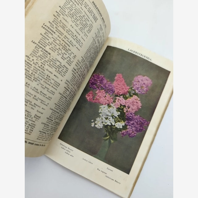 Favourite Roses And Other Plants by Hazelwood Bros (1937) by Hazelwood Bros — photo 3