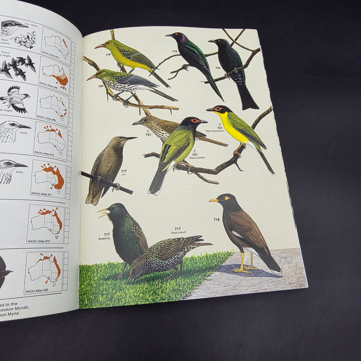 FIELD GUIDE to the Birds of Australia — photo 7