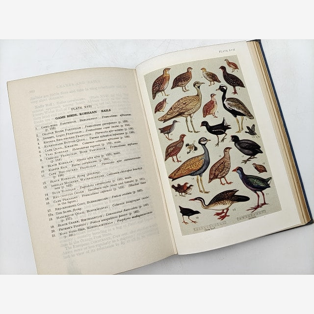 First Guide To South African Birds by E Leonard Gilll (Cloth, 1940) Vintage — photo 4