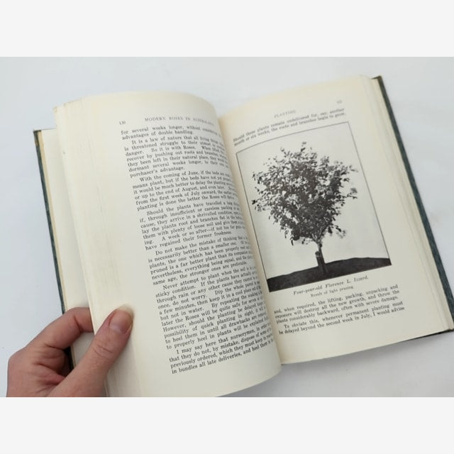 Modern Roses In Australasia by B V Rossi (Hardcover, 1930) by B V Rossi — photo 2