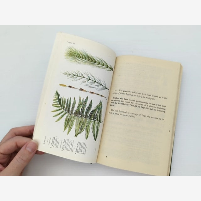 Name The Flower by Gaston Bonnier (Hardcover, 1944) — photo 4