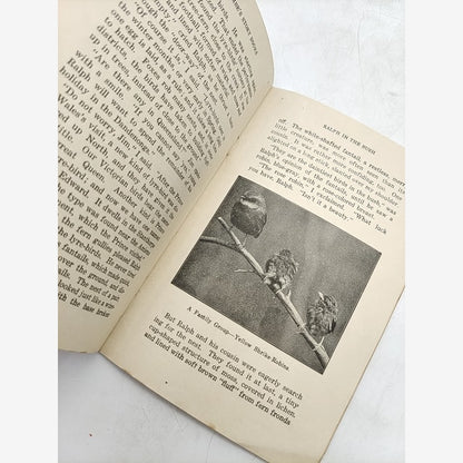 Ralph in the Bush by Charles Barrett (Softcover, 1921) Vintage Children's Book by Charles Barrett — photo 6