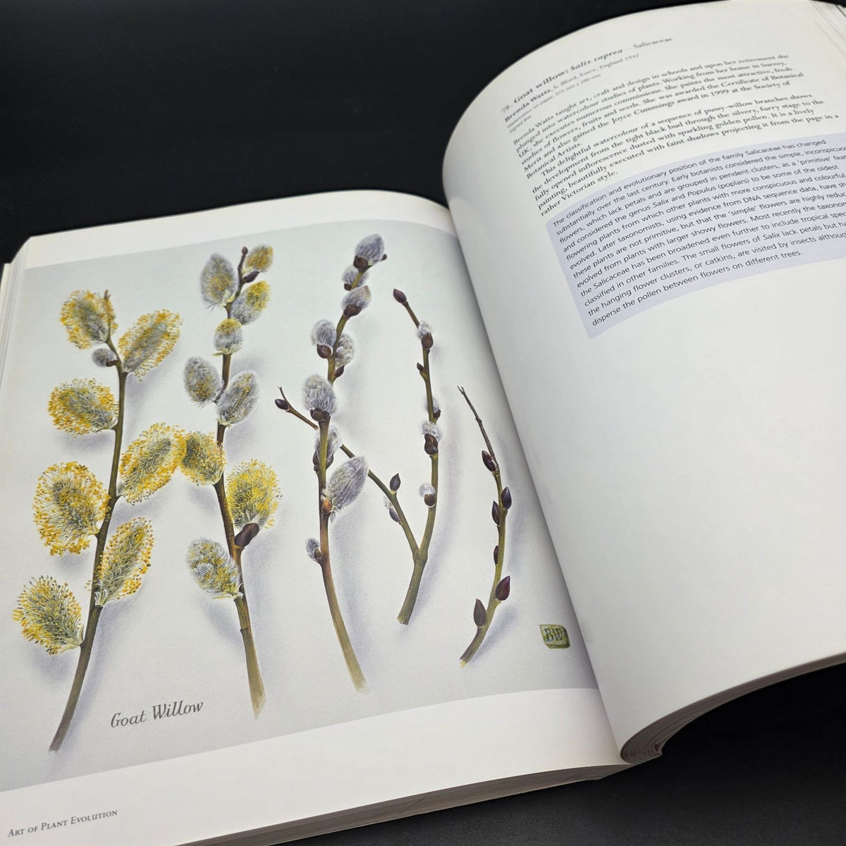 The Art of Plant Evolution — photo 10