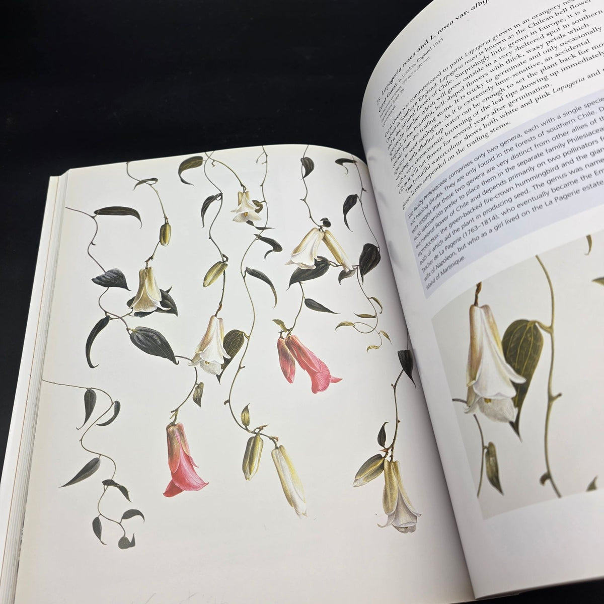 The Art of Plant Evolution — photo 6