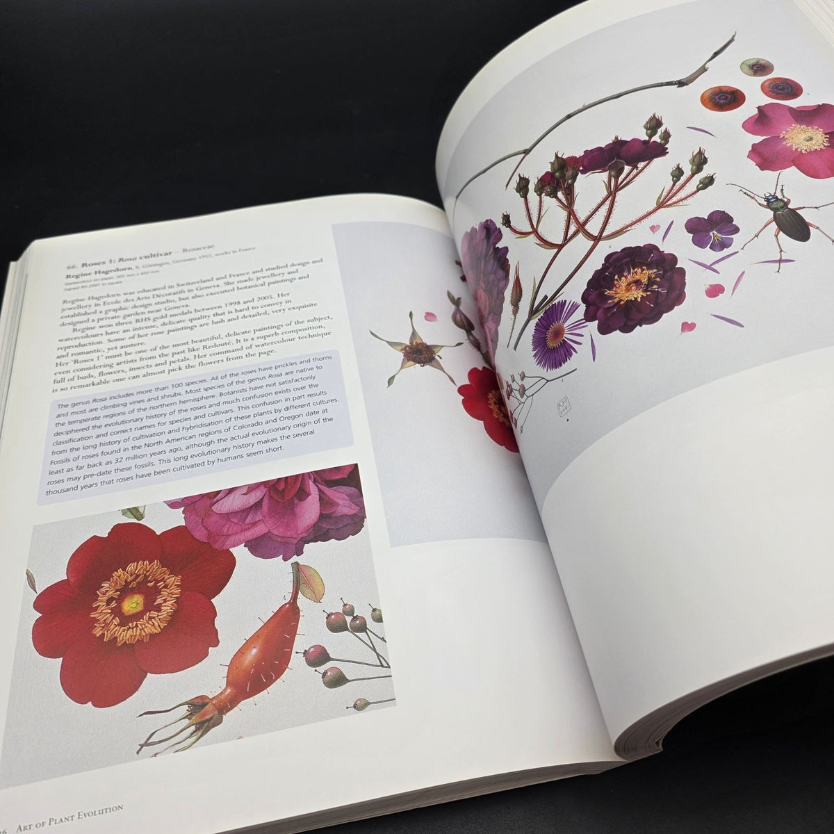 The Art of Plant Evolution — photo 9
