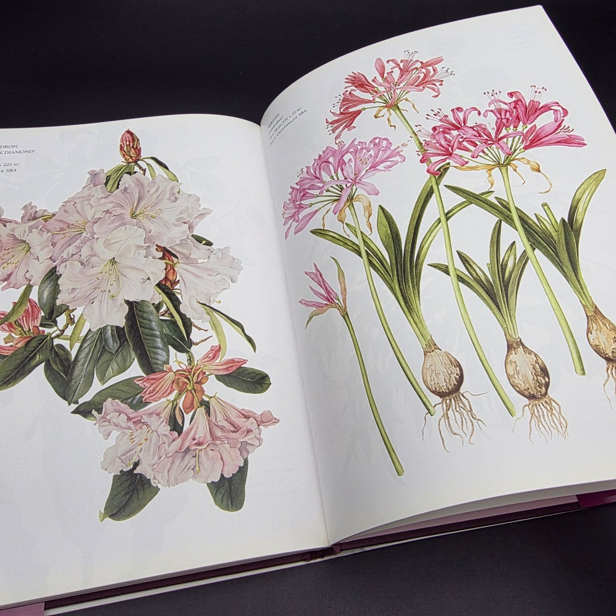 The Botanical Palette: Colour for the Botanical Painter — photo 8