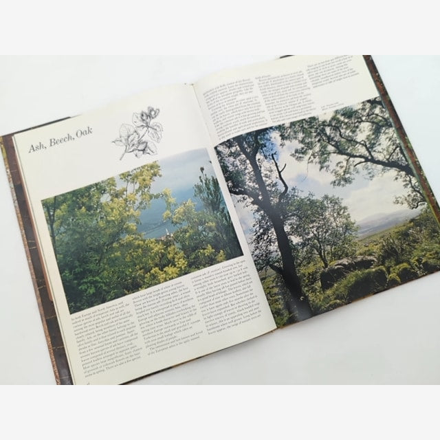 The Love Of Trees by Kenneth A Beckett (Hardcover, 1975) 1st Edition Botany — photo 2