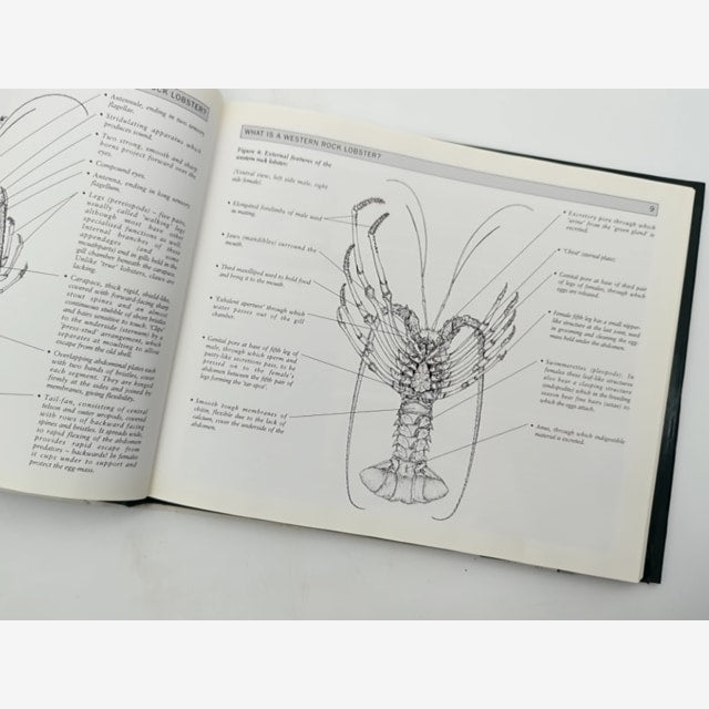 The Western Rock Lobster, Panulirus Cygnus by H Gray, Volume 1 Fishing WA — photo 2