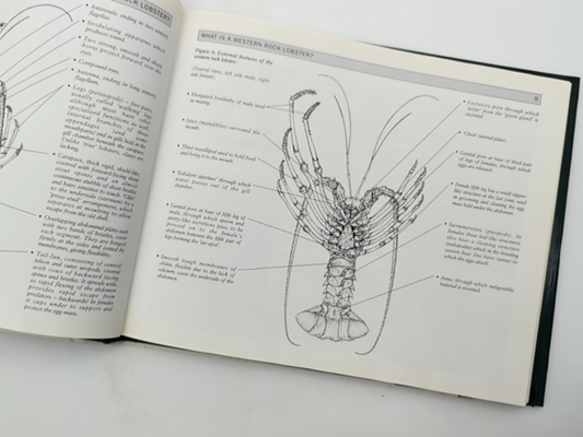 The Western Rock Lobster, Panulirus Cygnus by H Gray, Volume 1 Fishing WA — photo 2