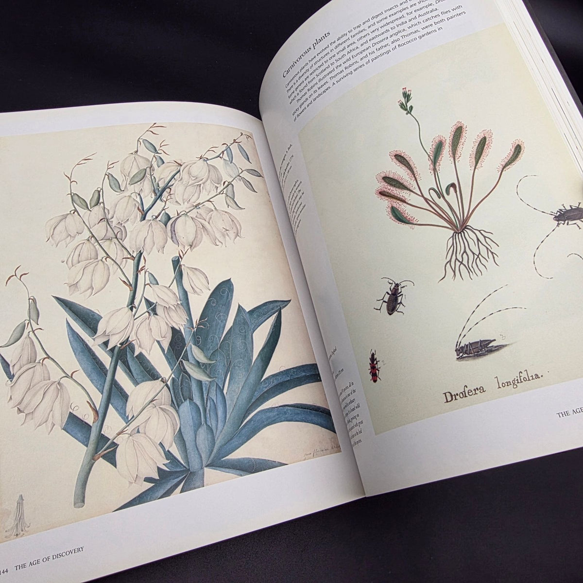 Treasures of Botanical Art — photo 10